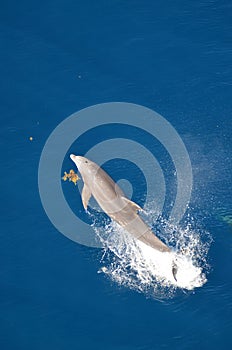 Bottle-nose Dolphin, Tursiops truncatus, jumping out of the water, Atlantic Ocean.