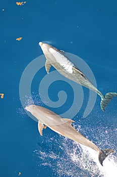 Bottle-nose Dolphin, Tursiops truncatus, jumping out of the water, Atlantic Ocean.