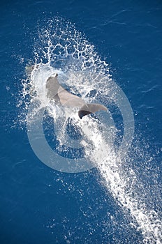 Bottle-nose Dolphin, Tursiops truncatus, jumping out of the water, Atlantic Ocean.