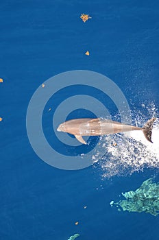 Bottle-nose Dolphin, Tursiops truncatus, jumping out of the water, Atlantic Ocean.