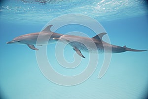 Bottle-nose dolphins swimming just below the ocean surface photo
