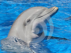 Bottle Nosed Dolphin photo