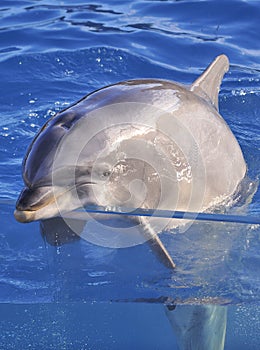 Bottle nosed dolphin