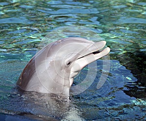 Bottle Nosed Dolphin smiling