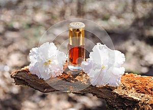 Bottle of oil agarwood tree against the bark. Arabian oud attar perfume or agarwood oil fragrances in mini bottle.