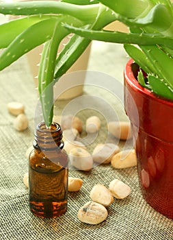Bottle with oil of aloe vera and stones