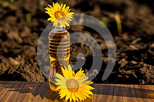 Bottle of oil on wooden stand with sunflowers field background. Sunflower oil improves skin health