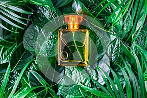 A bottle of perfume and natural perfume on a leafy background