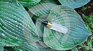 A bottle with a pipette on the background of a green leaf hosts with raindrops. Frosted glass container for cosmetic