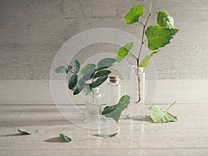 Bottle with a plant inside, raindrops on the branches and in the background, contrastive light