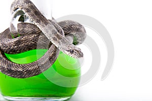 The bottle of poison twisted with a snake-focused photo