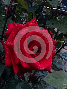 a bottle of red rose in rainwater drops