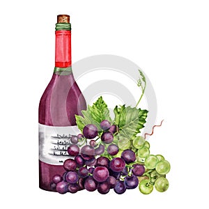 Bottle of red wine with grapes and green grape vines and leaves. Hand drawn watercolor illustration