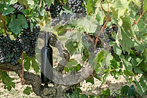 Bottle with red wine in grapevine on grape plantation