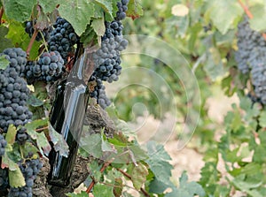 Bottle with red wine no label is outdoor in old grape plantation