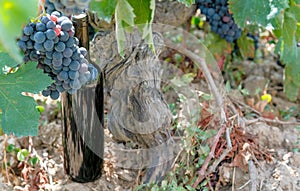 Bottle with red wine no label is outdoor in old grapevine