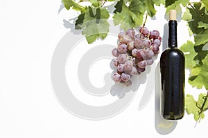 Bottle of red wine with ripe grapes and vine leaves on white background.