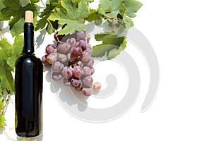 Bottle of red wine with ripe grapes and vine leaves on white background.