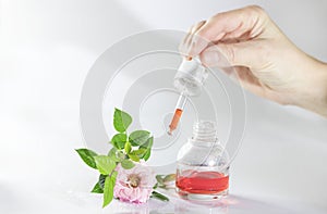 Bottle of rose essential oil and flowers on white background. Massage, aromatherapy and organic cosmetics concept