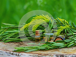 A bottle of rosemary oil on a tree stump. Essential oil, natural remedies. Selective focus