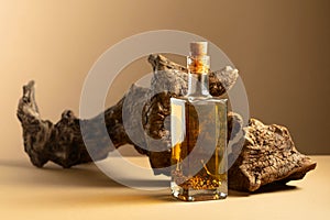 Bottle of spicy olive oil and olive tree snag on a beige background