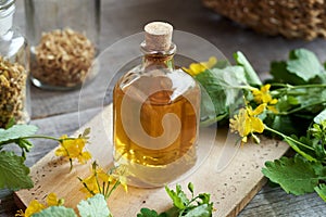 A bottle of tetterwort or greater celandine tincture on a table