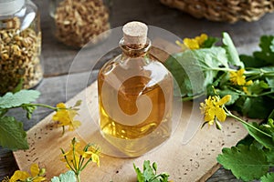 A bottle of tetterwort herbal tincture on a table