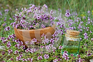 Bottle of thyme essential oil and wooden mortar filled with thymus serpyllum flowers on meadow outdoors.