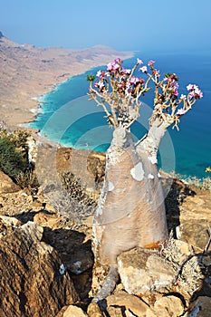 Bottle tree - adenium obesum photo