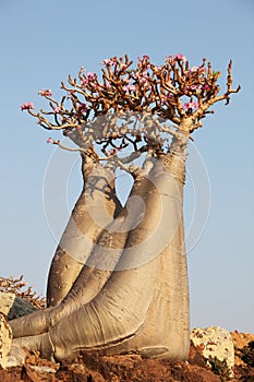 Bottle tree - adenium obesum