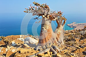 Bottle tree - adenium obesum - Socotra Island photo