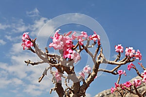 Bottle tree in bloom