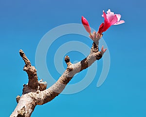 Bottle tree in bloom