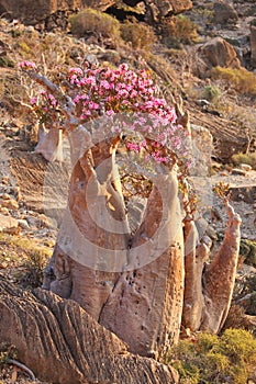 Bottle tree in bloom - adenium obesum photo