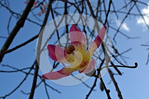Bottle tree blossoming. Flowers on the blue sky background. ÃÂrvore de garrafa flores. photo