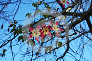 Bottle tree blossoming. Flowers on the blue sky background. ÃÂrvore de garrafa flores. photo