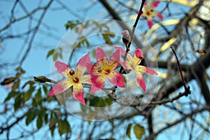 Bottle tree blossoming. Flowers on the blue sky background. ÃÂrvore de garrafa flores. photo