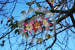 Bottle tree blossoming. Flowers on the blue sky background. Ãrvore de garrafa flores.