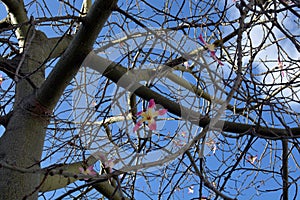 Bottle tree blossoming. Flowers on the blue sky background. Ãrvore de garrafa flores.