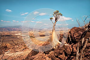 Bottle tree in central Socotra, Yemen, taken in November 2021