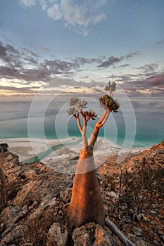 Bottle Tree on a Mountain Site in Socotra, Yemen, taken in Novem