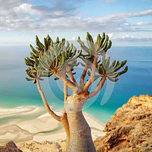 Bottle Tree on a Mountain Site in Socotra, Yemen, taken in November 2021