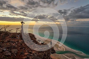 Bottle Tree on a Mountain Site in Socotra, Yemen, taken in November 2021