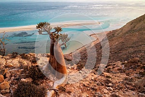 Bottle Tree on a Mountain Site in Socotra, Yemen, taken in November 2021