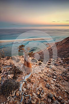Bottle Tree on a Mountain Site in Socotra, Yemen, taken in November 2021