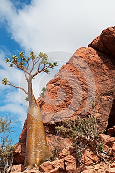 Bottle tree overview, Dragon Blood trees forest in Homhil Plateau, Socotra, Yemen