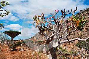 Bottle tree overview in the Dragon Blood trees forest in Homhil Plateau, Socotra, Yemen