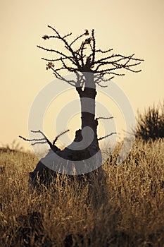 Bottle tree ( pachypodium lealii)