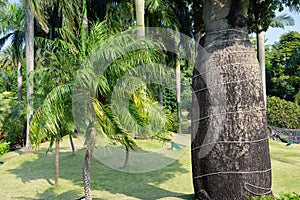 Bottle tree-palmae-palm-subtropical