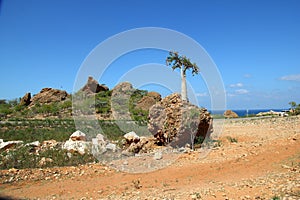 The bottle tree in the rock, Socotra island, Indian ocean, Yemen